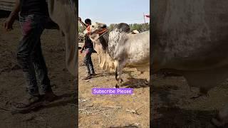 Ready For Bakra Eid 2025 | Mera Shauk Official