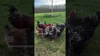 #homestead #homesteading #chickens #backyardchickens #selfsufficiency #homesteadlife #meatchickens