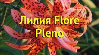 Лилия тигровая Флора Плена. Краткий обзор, описание характеристик lilium Flore Pleno