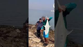 9kg queen fish catch in jubail KSA