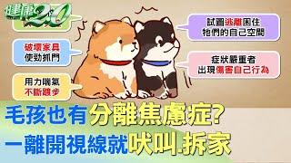 毛孩也有分離焦慮症？一離開視線就吠叫.拆家 健康2.0