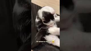 :”Who's behind me?#cat #funny #catsoftiktok #cats #for #foryou #fyp #foryoupage #funnyvideo #cute