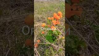 столбики для электро пастуха