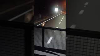 Truck Driver in Australia chasing kangaroos on highway