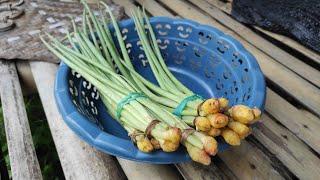 Sayur Khas Blora Jenenge Kunci Atau Temu Kunci, Maknyus Tenan