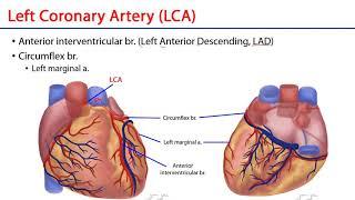 Coronary Arteries