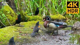 Cat TV for Cats to Watch  Summer birds and ducks by the lake  Cute squirrels  8 Hours(4K HDR)