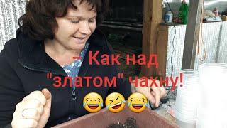 Высаживаю новинки колеусов! Лишь бы был корешок !