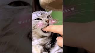 Wow?what’s this?#vivavideo #kitten