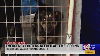 Rio Grande Valley Humane Society in need of foster families
