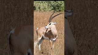 gazelle