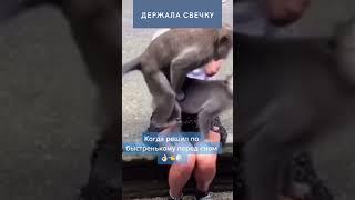 Держала свечку. Обезьяны. Любовь. Треш. Новый челлендж.