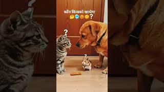 Dog vs Cat vs Hamster | Funny Animal Face-Off!#DogVsCat #CutePets #AnimalFight