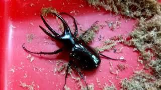 Large Chalcosoma mollenkampi - Atlas beetle from Borneo