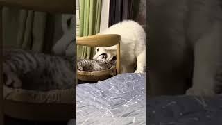 Funny animals. #shorts #funnyanimals #shortsvideoyoutube #cuteanimals #cutest #funny