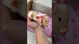 Silicone Baby Pig  Box Opening