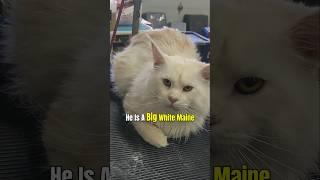 Cat Breeding: Introducing Aspen To Amour at Windy Hill Pets Cattery