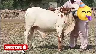 Cute baby goat|cute cow#goat#cow#viralvideo