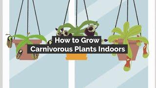 How to Grow Carnivorous Plants Indoors