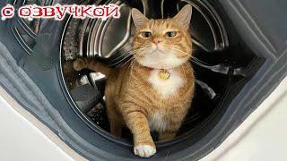 ПРИКОЛЫ С КОТАМИ! Смешные животные С ОЗВУЧКОЙ! Смешные коты - ДО СЛЁЗ!