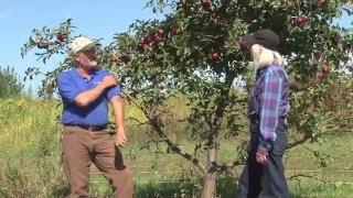 Агролесоводческие практики с Марком Шепардом.