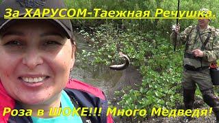 Рыбалка на Хариуса Разведка/ТАЕЖНАЯ Речушка/Роза в ШОКЕ от этих  Мест!Много МЕДВЕДЯ! Ловим Хариуса.