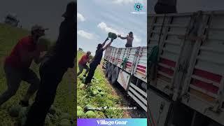 Watermelon Olympics: Tossing Edition!  These Farmers are BEASTS!  #farminglife #funny #strength