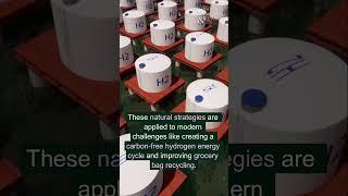 Recycling principles from natural systems can inform human-built recycling processes   