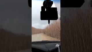 Лиса прибегает по сигналу!!!
