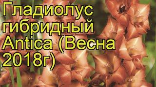 Гладиолус гибридный (Antica). Краткий обзор, описание характеристик, где купить луковицы