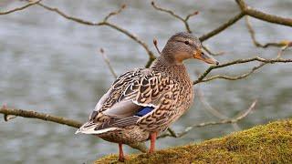 Duckling in the pond / Raise ducklings from small to mature - Duck - Ducks - The duck