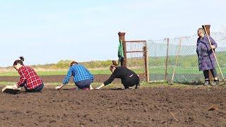 Всегда сажаем это в сентябре и вам советуем! Что посадить в сентябре на огороде и в саду?