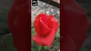 Pink Rose today pics#pinkrose#pics nithya's world #nithya'sworld