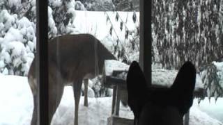 Gilbert French Bulldog staring at Bambi eating birdfood in deep snow, Part 1