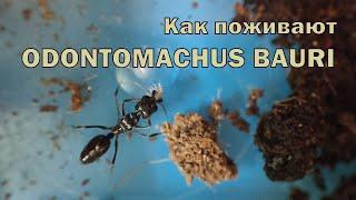 Odontomachus bauri. Как поживают.