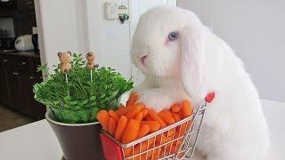 Bunny loads shopping cart with carrots!