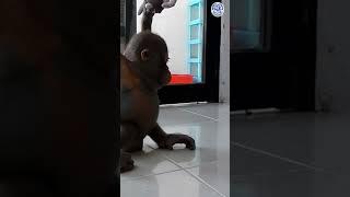 Budi videos are the best videos #orangutans #orangutan