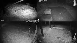 Live Nature Cams