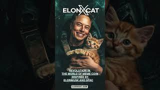 ElonXCat Where Creativity Launches Into Orbit