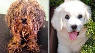 15 unbelievable dog transformations before and after rescue
