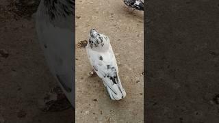 Kalsera kabutar ️️#viralshort #shortsvideo #pigeon