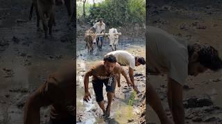 Amazing village hand fishing video. #fish #fishing