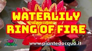 Ring of Fire: The Thai Water Lily That Charms, An Explosion of Color by Jakkaphong Sung-Ngam