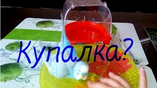 Купалка для попугая. Тоша и Лайма приучаются к купалке