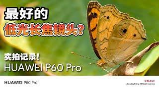 连蜻蜓头部的毛发都拍得一清二楚?! HUAWEI P60 Pro相机实拍记录！可能是最好的超聚光长焦镜头？！