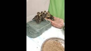PATIENT OF THE WEEK Lucky Ducklings/Pool Safety