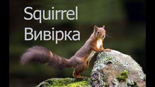 Білочка - Вивірка - Squirrel - Wiewiórka | #Maysheff