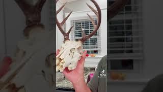 DIY Crystalizing Real Skulls