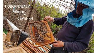Зачем  Брызгаю Пчёл ВИНОМ
