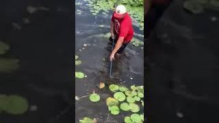 Ripping Lilly pads out of the lake. #lillypads #lake #lawncare  #landscaping #douglaslawncare